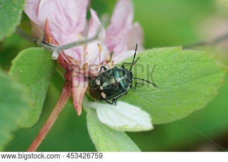 Closeup On A Metallic Colored Brassica Bug, Eurydema Oleracea Sitting On A Green Leaf In The Garden