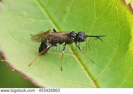 Closeup On A Curled Or White Banded Rose Sawfly, Allantus Cinstus Ovipositioning In A Leaf Of It's H
