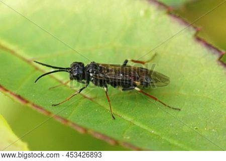 Closeup On A Curled Or White Banded Rose Sawfly, Allantus Cinstus Sitting On A Leaf Of It's Host Pla