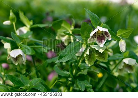Helleborus Orientalis Ballard Hybrids Yellow Spotted Flower