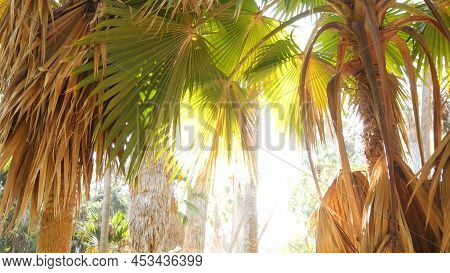 Juicy Lush Foliage Of Tropical Trees In Sunny Jungle Forest Or Exotic Amazon Rainforest, Botanical P