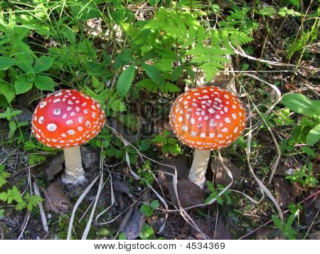 Funghi