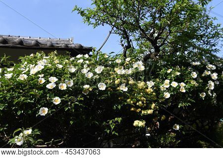 Cherokee Rose (rosa Laevigata) Flowers. Rosaceae Evergreen Vine Shrub. Five-petaled White Flowers Bl