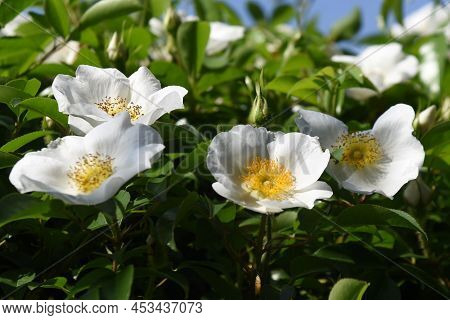 Cherokee Rose (rosa Laevigata) Flowers. Rosaceae Evergreen Vine Shrub. Five-petaled White Flowers Bl