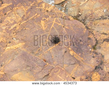 Bruco su roccia