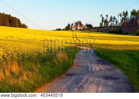 Field Of Rapeseed, Canola Or Colza, In Latin Brassica Napus With Rural Road And Tree - Rape Seed Is 