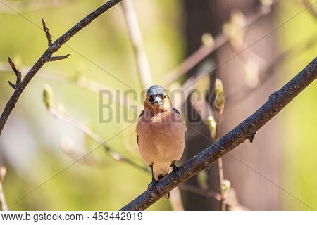 Common Chaffinch, Fringilla Coelebs, Sits On A Branch In Spring On Green Background. Common Chaffinc