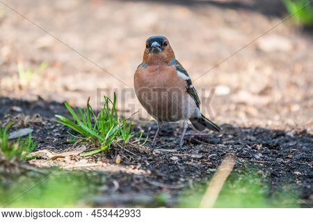 The Common Chaffinch, Fringilla Coelebs, Sits On The Ground In Spring. Beautiful Forest Bird Common 