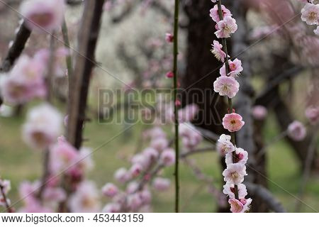 Pink Plum Blossoms In Full Bloom Are Shining Brilliantly In The Sunlight Through The Trees At Osaka 