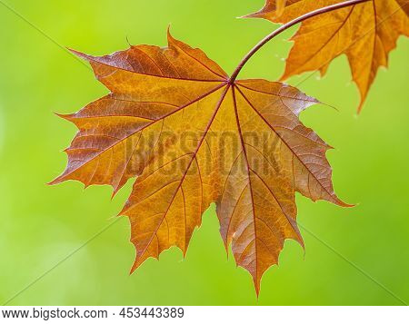 Tree Branch With Dark Red Leaves, Acer Platanoides, The Norway Maple Crimson King. Red Maple Acutifo