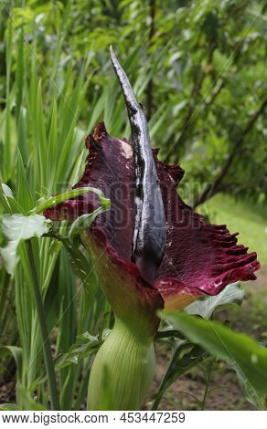 Dragon Arum - Dracunculus Vulgaris Or Dragon Lily In Outdoor Garden