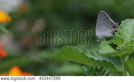 Gray Hairstreak Butterfly - Strymon Melinus On Lantana Leaf Outdoors In Summer
