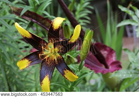 Black And Yellow Lily With Blooming Dragon Arum In Background Shallow Dof