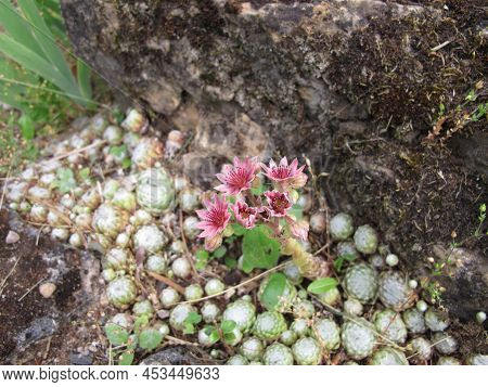 Cobweb House-leek With Pink Flowers In A Rock Garden, Sempervivum Arachnoideum