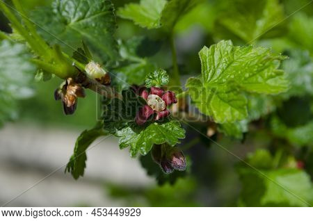 Jostabarry Flower Ribes Nidigrolaria Or Josta, Hybrid Of Black Currants And Gooseberries