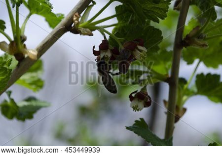 Jostabarry Flower Ribes Nidigrolaria Or Josta, Hybrid Of Black Currants And Gooseberries