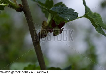 Jostabarry Flower Ribes Nidigrolaria Or Josta, Hybrid Of Black Currants And Gooseberries