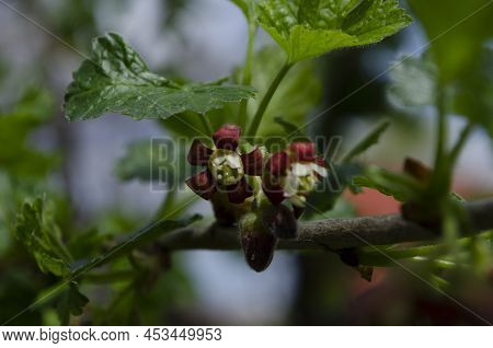 Jostabarry Flower Ribes Nidigrolaria Or Josta, Hybrid Of Black Currants And Gooseberries