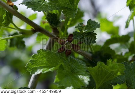 Jostabarry Flower Ribes Nidigrolaria Or Josta, Hybrid Of Black Currants And Gooseberries