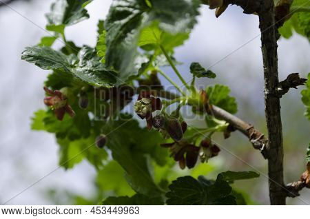 Jostabarry Flower Ribes Nidigrolaria Or Josta, Hybrid Of Black Currants And Gooseberries