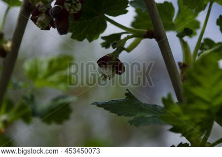 Jostabarry Flower Ribes Nidigrolaria Or Josta, Hybrid Of Black Currants And Gooseberries