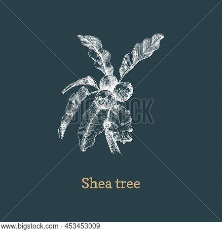 Shea Tree Branch With Nuts, Sketch In Vector.