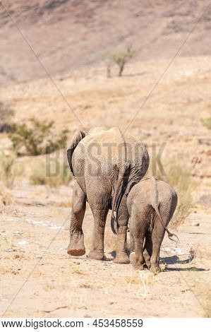 Closeup Of Two African Desert Elephant - Loxodonta Africana- Wandering In The Desert In North Wester
