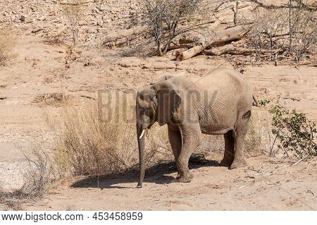 Impression Of An African Desert Elephant - Loxodonta Africana- Wandering In The Desert In North West