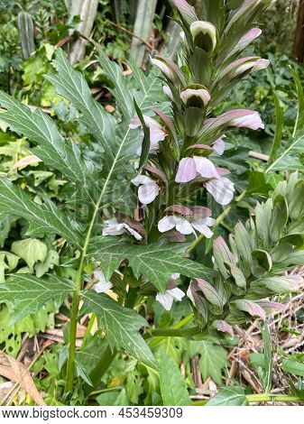 Acanthus Mollis, Bear's Breech, Bear's Foot, Oyster Plant, Sea Dock In Spring In Botany. Italy, Pale