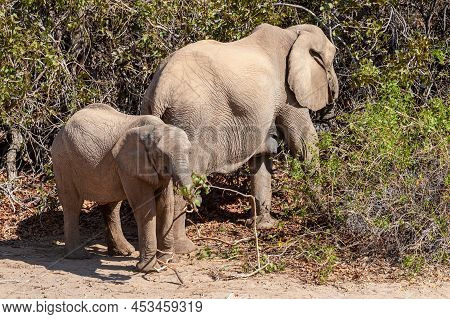 Closeup Of Two African Desert Elephant - Loxodonta Africana- Wandering In The Desert In North Wester