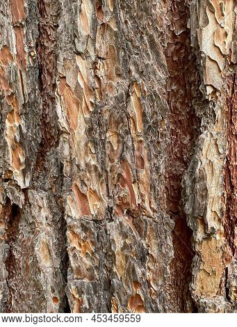 Pinus Elliottii, Slash Pine, Longleaf Pitch Pine, Southern Florida Pine, Swarp Pine, Yellow Slash Pi