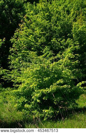 Beautiful Large Bush Of Common Hawthorn With Fresh Green Leaves Growing On The Edge Of The Beech For