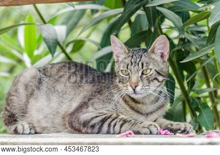 Portrait Of Gray Domestic Cat On The Wall.