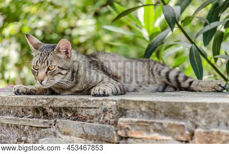 Portrait Of Gray Domestic Cat On The Wall.