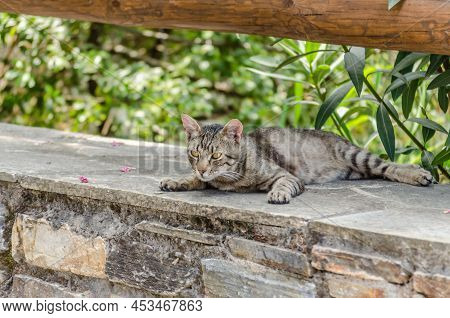 Portrait Of Gray Domestic Cat On The Wall.
