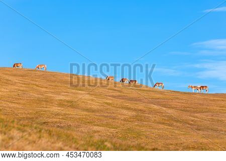 Rare And Beautiful Haflinger Horses (avelignese) Enjoy Their Freedom On Picturesque High Mountain Pa