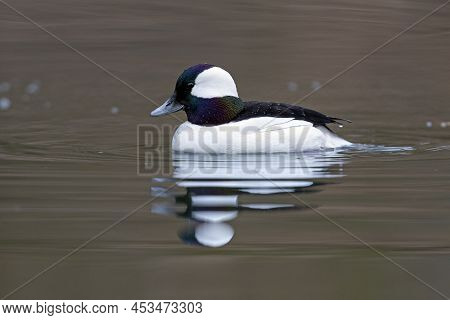 Male Bufflehead (bucephala Albeola) In Breeding Plumage - Grand Bend, Ontario, Canada