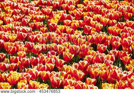 04-24-2022 Abbenes The Netherlands .springtime In The Netherlands Colorful Dutch Tulipfields In Bloo
