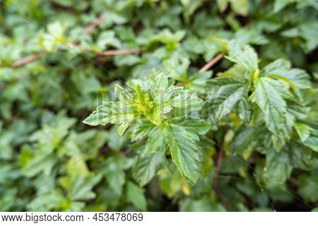 Green Trees Are Like Grass, Planted For Decoration, Beautiful Flowering.