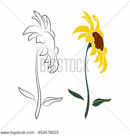 Set Of Two Open Heliopsis Blossom Vector Outline And Color Illustration Isolated On White Background