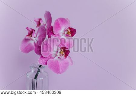 Beautiful Violet Orchid Flowers In A Vase On Pastel Purple Background. Minimal Concept.