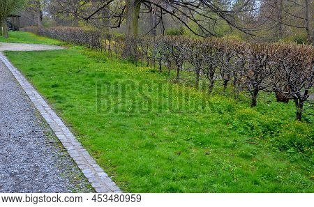Hornbeam Green Hedge In Spring Lush Leaves Let In Light Trunks And Larger Branches Can Be Seen Natur