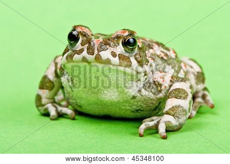 Bufo viridis. Grønne tudse på grøn baggrund. Studio makro skud.