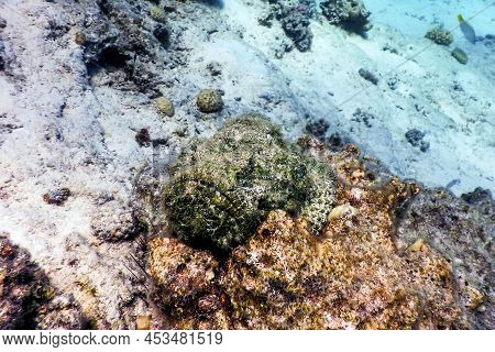 Stonefish (synanceia Verrucosa) Reef Stonefish, Tropical Waters, Marine Life
