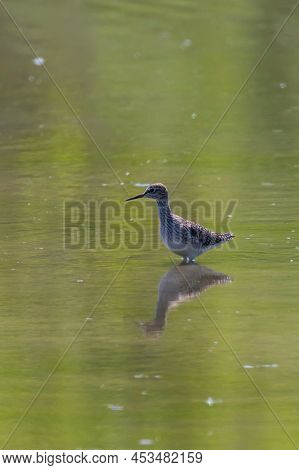 Sandpiper, wood Sandpiper in Shallow Water (tringa Glareola) Wader Bird sandpiper