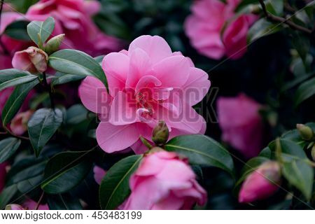 Beautiful Pink Evergreen Camellia Tree With Blooming Flowers During Springtime In English Garden, Uk