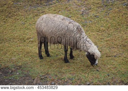 Picture Of Sheep In Qingjing Farm, Taiwan
