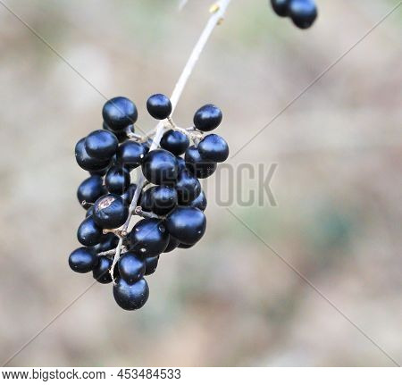 The Fruits Of A Privet. Black Privet Fruits.