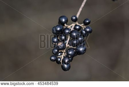 The Fruits Of A Privet. Black Privet Fruits.