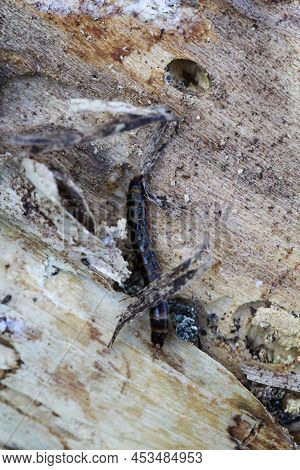 Close-up Of A Larva Of A Firefly, A Short-winged Moth.